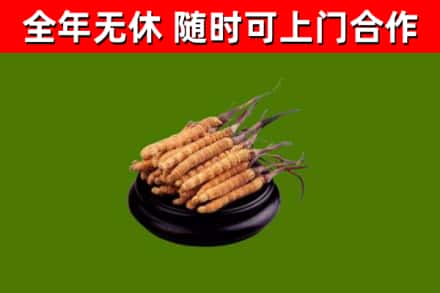 黔南州回收冬虫夏草