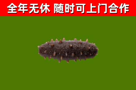 黔南州回收海参干
